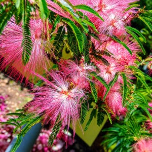 Pink Fairy Duster Plant - Etsy