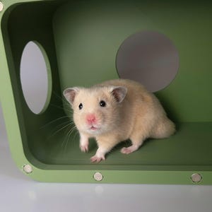 Op de afbeelding: Een kleine, lichtgekleurde hamster met roze oren en neus staat in een rechthoekige, olijfgroene houten behuizing. De structuur heeft afgeronde hoeken, cirkelvormige openingen aan de zijkanten en zichtbare metalen bevestigingen aan de voorzijde.