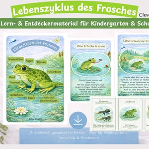May include: Educational flashcards in German detailing the life cycle of a frog. The cards depict the frog's anatomy, diet, and habitat, including images of tadpoles and frogs. Designed for use in kindergarten and school settings.