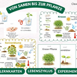 Può includere: Grafici educativi che illustrano il ciclo di vita delle piante, tra cui girasoli e crescione. I diagrammi mostrano le fasi dal seme alla pianta, con testo in tedesco. Include illustrazioni di irrigazione, luce solare e crescita.