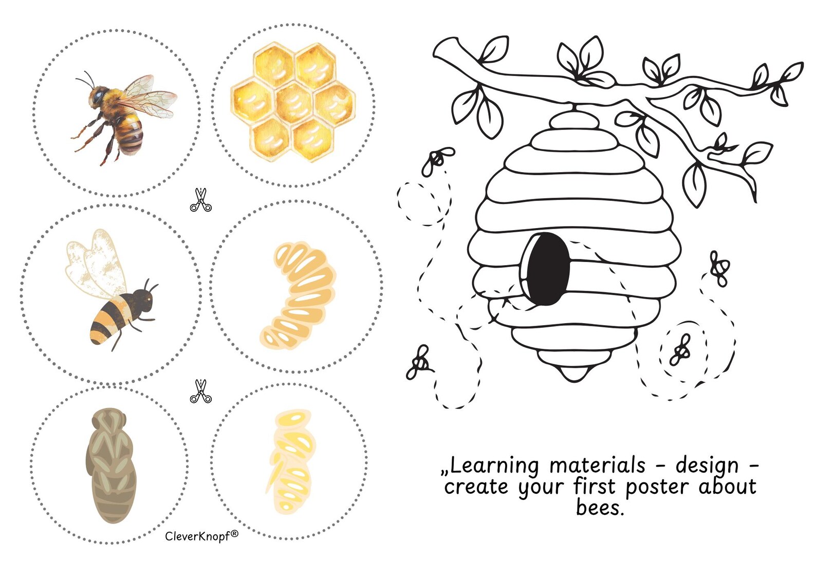 Bee Life Cycle Printable for Preschool & Kindergarten, Honey Bee Unit ...