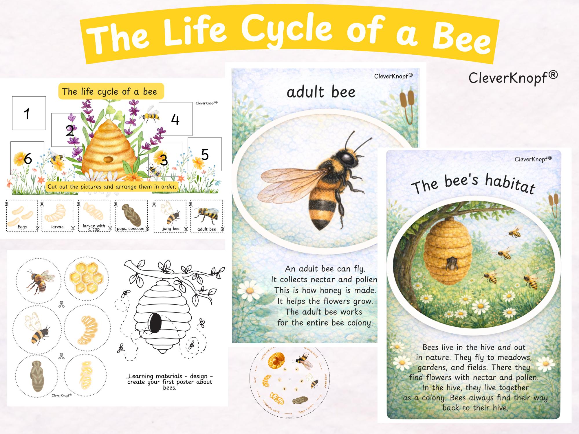 Bee Life Cycle Printable for Preschool & Kindergarten, Honey Bee Unit ...