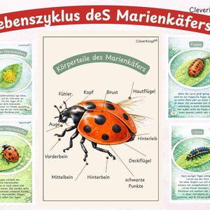 Op de afbeelding: Educatieve poster in het Duits, "Lebenszyklus des Marienkäfers" (Levenscyclus van de lieveheersbeestje). Het toont de levenscyclusstadia van een lieveheersbeestje: eieren, larve, pop en volwassene. De poster labelt ook de lichaamsdelen van het lieveheersbeestje.