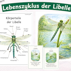 Ciclo de vida de la libélula – Materiales de aprendizaje de ciencias | Fichas y hojas de trabajo para preescolar, 1.º a 4.º grado (PDF)