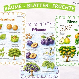 Bäume im Jahreskreis PDF – Sachunterricht Grundschule – Natur Lernkarten & Arbeitsblätter