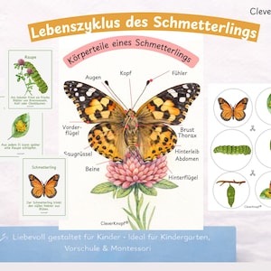 以下が含まれることがあります： 蝶のライフサイクルを示す教育ポスター。体の部分のラベル付き図があります。ポスターには、カラフルな蝶、イモムシ、その他の発達段階が描かれています。テキストはドイツ語です。