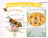 Biene Lebenszyklus Lernmaterial Kindergarten & Grundschule | Großes Lernpaket zum Lebenszyklus der Biene | Sachunterricht Frühling | PDF