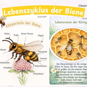 以下が含まれることがあります： 「Lebenszyklus der Biene」（ミツバチのライフサイクル）と書かれたドイツ語の教育ポスター。ミツバチの解剖図とドイツ語のラベル、ミツバチの巣の図が描かれています。