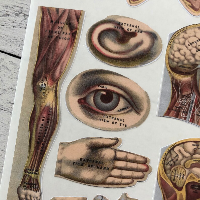 Antique 1904 Medical Anatomy Book Body Parts Sticker Sheet Etsy