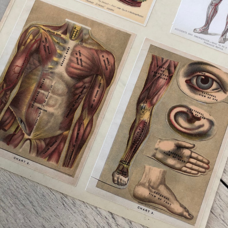 Antique 1904 Medical Charts Sticker Sheet Etsy