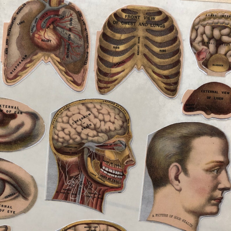 Antique 1904 Medical Anatomy Book Body Parts Sticker Sheet Etsy