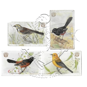 May include: Four vintage bird cards featuring detailed illustrations of different bird species. The cards showcase a Dickcissel, a bird with a black head and brown back, a bird with a black body and red markings, an Orchard Oriole, and a yellow and black bird.
