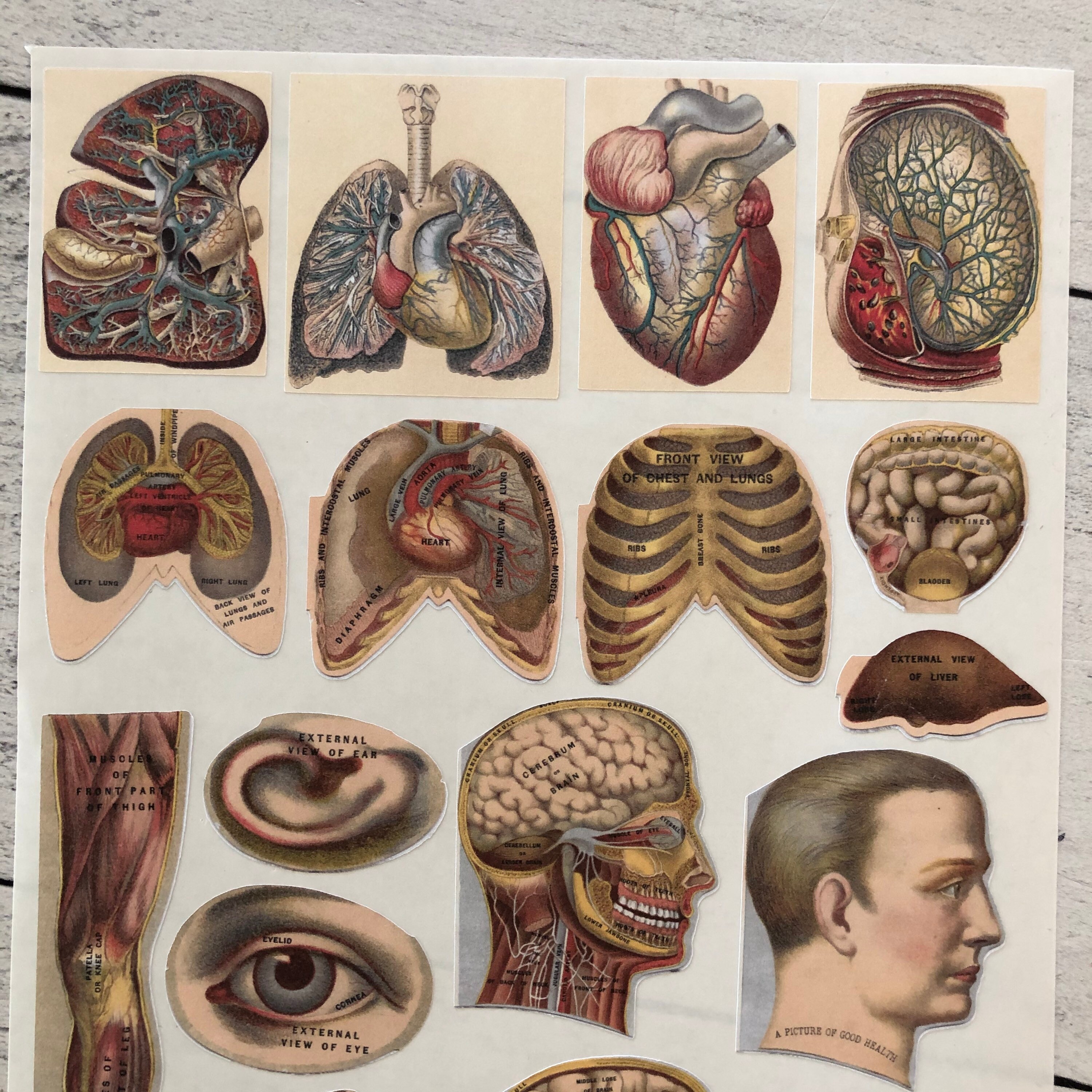 Antique 1904 Medical Anatomy Book Body Parts Sticker Sheet Etsy