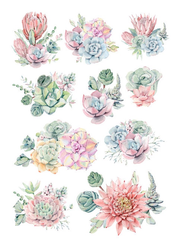 watercolor succulent arrangements sticker sheet set etsy