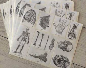 PHC No.146  1904 Medical Book Reproduction Black and White Anatomy Stickers