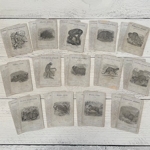 Tarjetas educativas de animales antiguos alrededor de 1874 Elija su juego de tarjetas de animales de 2