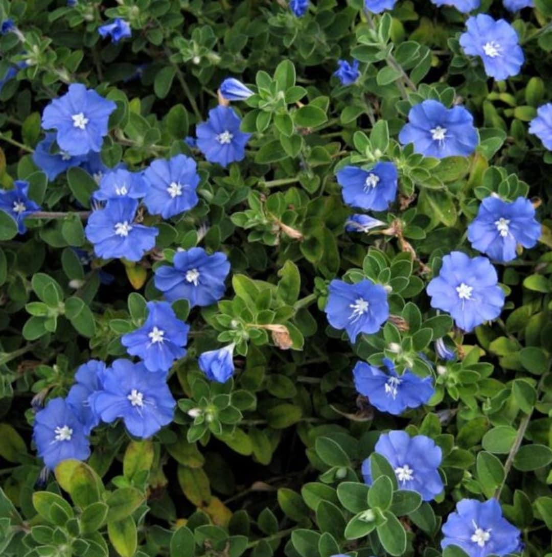 Blue Daze Plant Live for Planting, 3–6" Tall in 3–4" Pot, Hardy