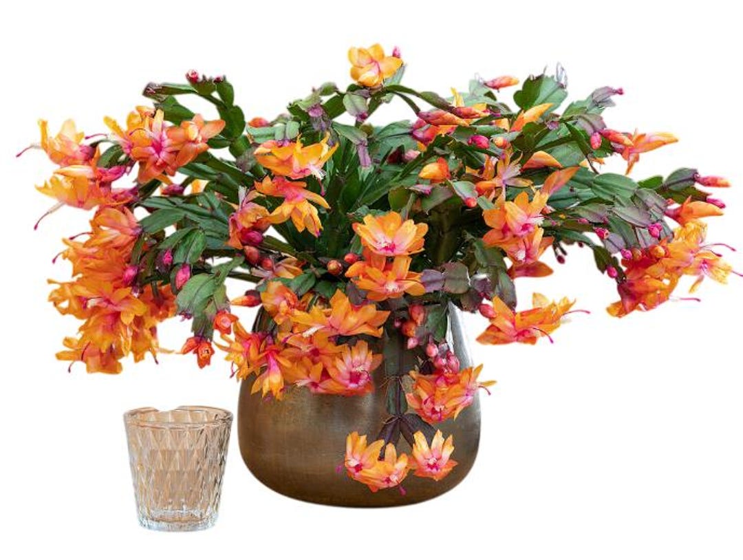 Orange Christmas Cactus