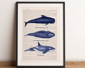 Wall Art Killer Whale print - Whales Types print  - Wall decor Ocean art print - Sealife Home decor -Killer Whale art print - SEA224