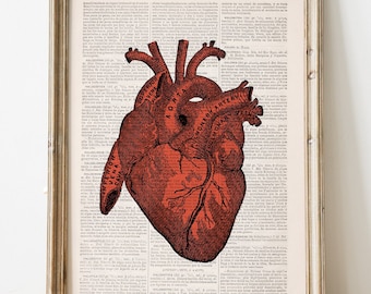 May include: A vintage anatomical illustration of a human heart printed on a page from an old book. The heart is red and detailed, with veins and arteries visible. The image is framed in a light wood frame.
