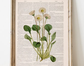 May include: A framed botanical print of white daisies with green leaves on a white background. The print is on a page from an old book.
