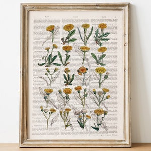 Dandelion Art Print: Botanical Flower Illustration on Book Page