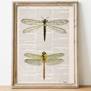 Könnte beinhalten: Ein gerahmter Druck von zwei Vintage-Illustrationen von Libellen auf weißem Hintergrund. Die Libellen sind detailliert dargestellt mit ausgebreiteten Flügeln. Der Druck ist in einem einfachen, hellen Holzrahmen gerahmt.