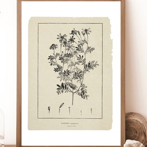 Antique Tagetes Botanical Print: Neutral Farmhouse Art (Digital Printable)