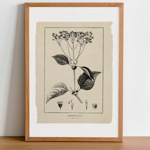 Botanical Line Art Print: Andromachia Wildflower, Neutral Rustic Decor