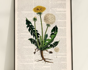 Gift for the home - Neutral Wall art - Dandelion Plant Art - Floral Art - Home Decor - Flower Illustration - BFL244