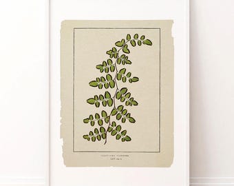 Fern Art Print: Vintage Botanical Illustration, Rustic Farmhouse Decor