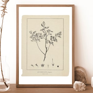 Texas Sage | Wild Flora | Botanical Print | Vintage Print | Country Farmhouse Art Digital PRINTABLE | Digital Art| Neutral Art | DGTB006