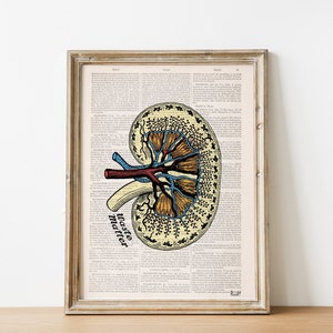 Wall art print - Human Anatomy Kidney Print - art dictionary page - Medical student gift - anatomy illustration - art print - SKA042