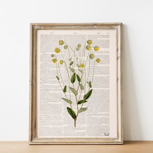 Wildflower Art Print: Upcycled Book Page, Botanical Illustration
