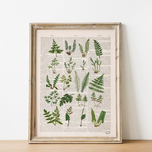 Winter Gift for the home - Neutral wall art - Gift Idea - Plant Book Print - Vintage Botanical Art - Fern Art - Nature Illustration - BFL213