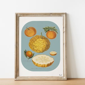 Citrus Fruit Art Print: Vintage Kitchen Wall Decor