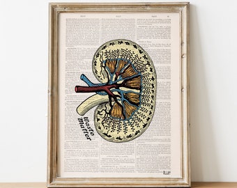 Kidney Anatomy Art Print: Vintage Dictionary Page, Medical Gift