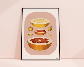 Citrus Art, Pink Grapefruit Wall art print, Kitchen Wall Art, kitchen decor, wall art print, BFL310