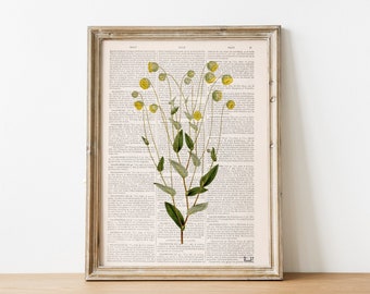 May include: A framed print of a vintage botanical illustration featuring a cluster of yellow flowers with green leaves on a white background. The print is surrounded by a light brown frame.