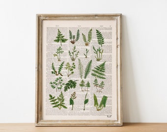 Gift for the home - Neutral wall art - Gift Idea - Plant Book Print - Vintage Botanical Art - Fern Art - Nature Illustration - BFL213