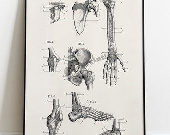 Human Bones Anatomy Art Print: Doctor Gift