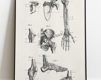 Doctor gift, Human bones, Anatomy art, Anatomical art, Gift for doctor, feet bones, Therapyst gift, Hand bones, Doctor office gift, SKA266
