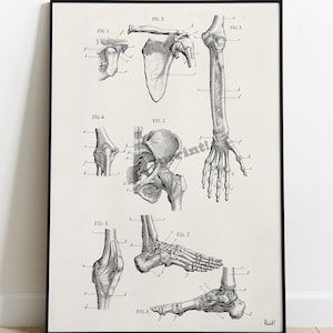 Human Bones Anatomy Art Print: Doctor Gift