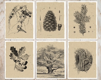 Botanical Postcards Set: Autumn Forest Art, Thank You Cards (Set of 6)