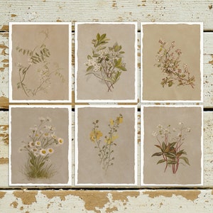 Wenskaart - Botanische schetsen - Kunst in neutrale tinten - Set van 6 - Wenskaarten met bloemen - Franse grijskaarten - PSC024