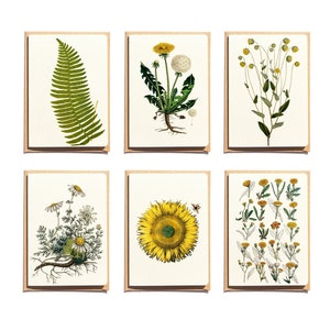 Notecards Set - Thank You Cards - Greeting Cards - Dandelion flowers Note Cards - Set of 6 - Blank Note Cards - NTC013