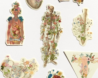 Floral Anatomy Stickers: Clear PVC Decals, Set of 8
