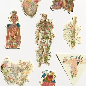 Floral Anatomy Stickers: Clear PVC Decals, Set of 8
