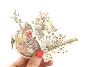 Anatomical Floral Stickers: Clear Human Anatomy Decals - Set of 3