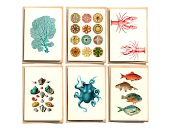 Sea Life Note Card Set: Vintage Ocean Greeting Cards